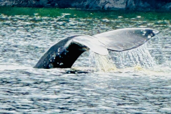 Small Group Boat Tour of Sitka - Price ($220) and what you’re really buying