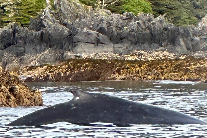 Small Group Boat Tour of Sitka - Meet at 330 Harbor Dr and get a real start fast
