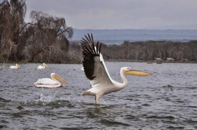 Small Group Budget Tour to Hells Gate National Park and Lake Naivasha Boat Ride - Start time 7am and the drive plan that keeps your day from feeling chaotic