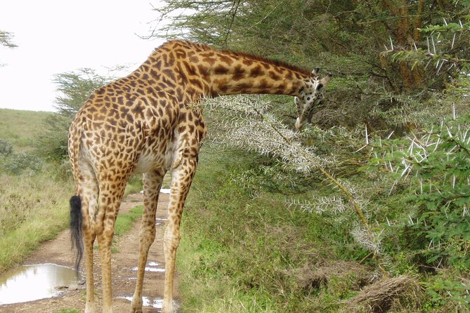 Small Group Budget Tour to Hells Gate National Park and Lake Naivasha Boat Ride - Cycling Hell’s Gate: the 8 km ride to the gorge and why it matters
