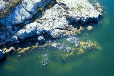 Snorkel, Kayak, and Seal Adventure: Vancouver Boat Tour - Snorkeling with seals: how the guide keeps you close without pushing them
