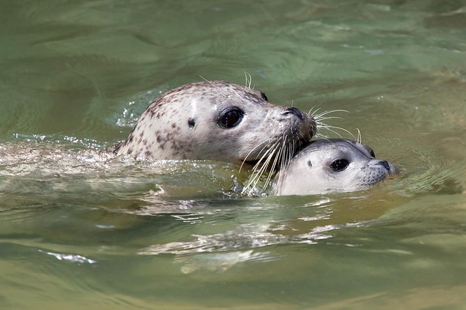 Snorkel, Kayak, and Seal Adventure: Vancouver Boat Tour - The snack and soup rhythm: why the food part matters