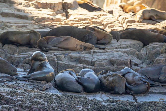 Snorkel Tour and Glass-Bottom Boat Ride in Cabo San Lucas - The box lunch break: small meal, real relief