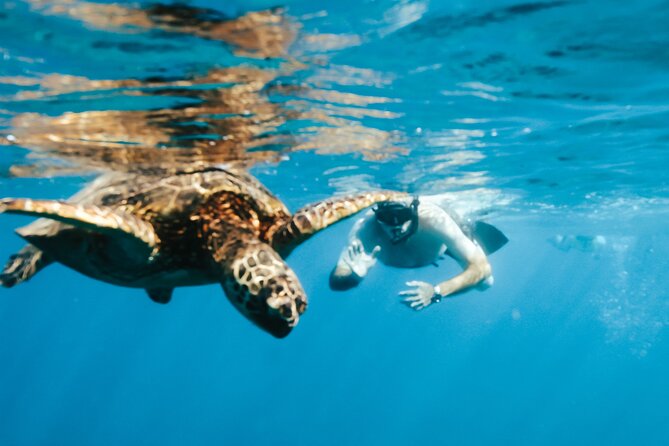Snorkeling with Sea Turtles in Waikiki Hawaii Boat Tour - Gear, instruction, and the safety culture that matters