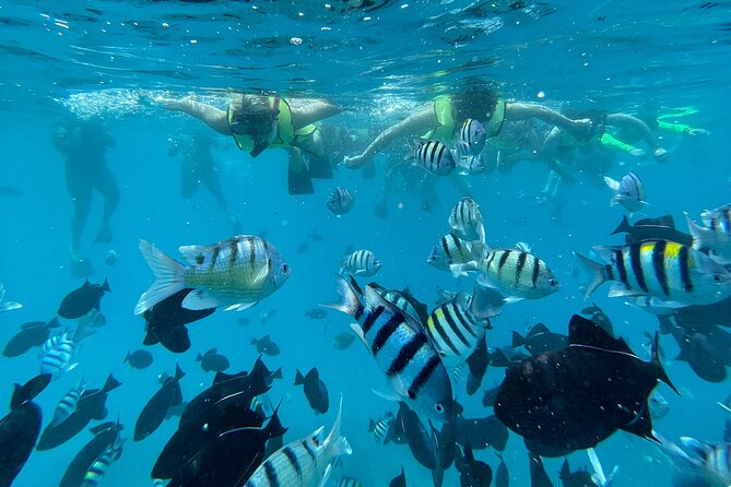 Snorkeling with Sea Turtles in Waikiki Hawaii Boat Tour - Price and value: does $125 make sense?