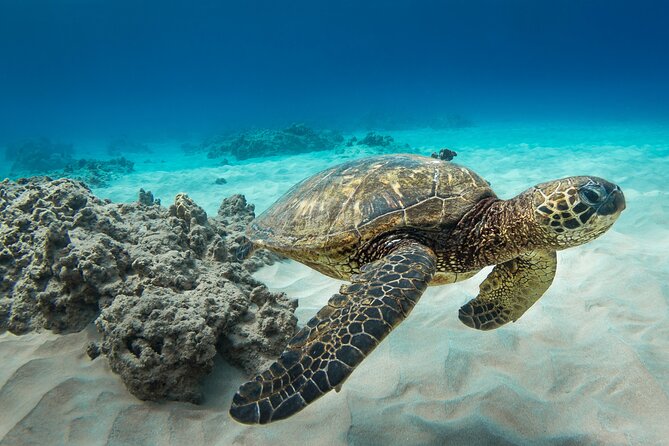 Snorkeling with Sea Turtles in Waikiki Hawaii Boat Tour - Who this tour fits best (and who might want a different day)