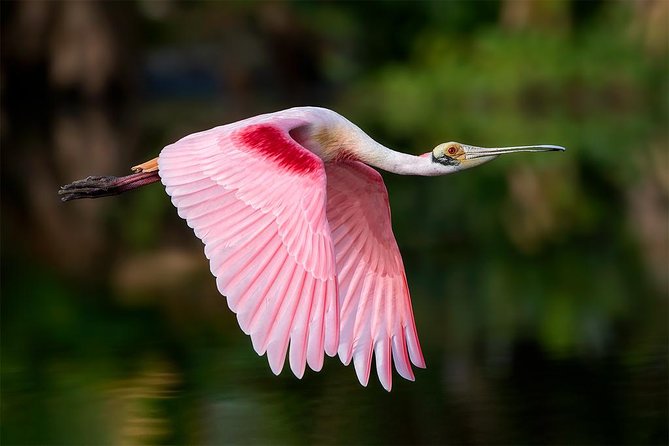 Spectacular Palo Verde Eco-Tour & Blue Zone Adventure - Why This Tempisque Boat Ride Beats a Generic Nature Tour