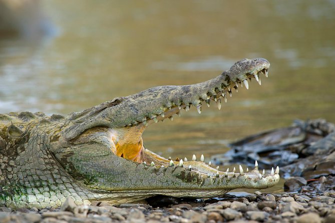 Spectacular Palo Verde Eco-Tour & Blue Zone Adventure - 7:00 AM Pickup Logistics From Playa Hermosa (And Why It’s Worth It)