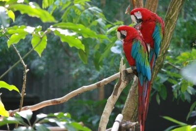 Spectacular Palo Verde Eco-Tour & Blue Zone Adventure - Palo Verde and Rio Tempisque: Your Wildlife Window Is Focused
