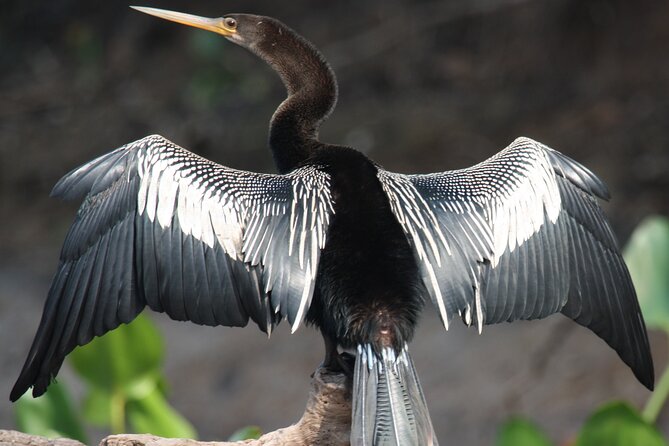 Spectacular Palo Verde Eco-Tour & Blue Zone Adventure - Lunch Included: A Real Value Move (Not Just a Boxed Meal Pitch)