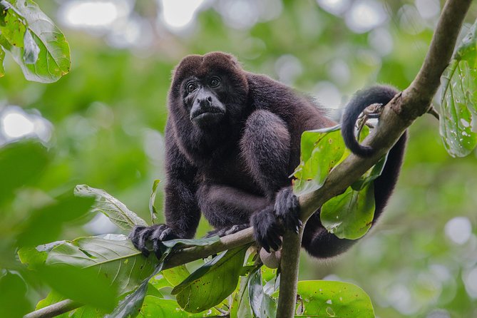 Spectacular Palo Verde Eco-Tour & Blue Zone Adventure - Small Group Comfort With a Big Wildlife Goal
