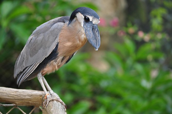 Spectacular Palo Verde Eco-Tour & Blue Zone Adventure - Should You Book This Tour From Playa Hermosa?