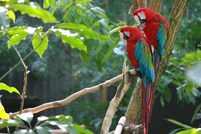Spectacular Palo Verde Eco-Tour & Blue Zone Adventure - Palo Verde and Rio Tempisque: Your Wildlife Window Is Focused