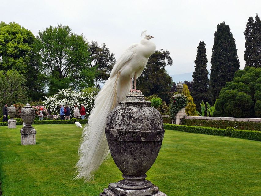 Stresa: Madre & Bella Borromean Islands Boat Trip - Isola Madre: botanical garden time with peacocks and pheasants