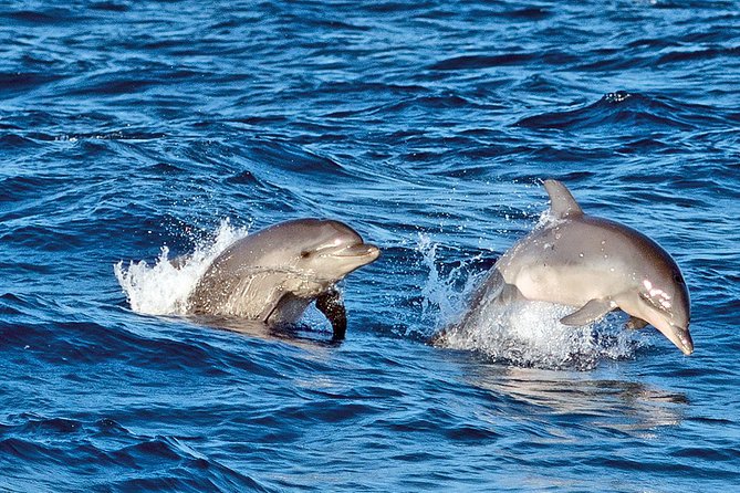 Sunrise Boat Trip in Mallorca with Dolphin-Watching - Why a sunrise dolphin catamaran from Alcúdia is such a good idea