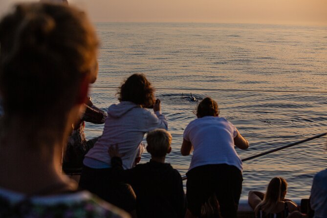 Sunrise Boat Trip in Mallorca with Dolphin-Watching - How close are you likely to get?