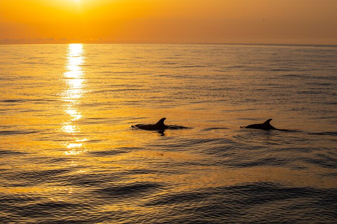 Sunrise Boat Trip in Mallorca with Dolphin-Watching - Breakfast on board and the return buffet