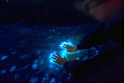 Sunset and Bioluminescence Boat Tour at Los Arcos Islands - Price and what you get for $79 in Puerto Vallarta