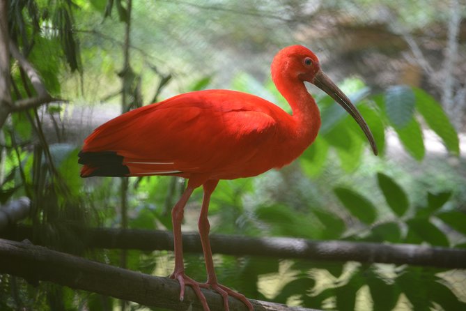 Sunset Boat Tour into Caroni Wetlands - Key moments to look forward to