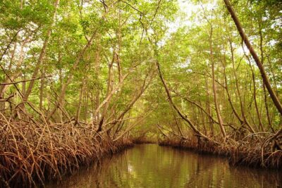 Sunset Boat Tour into Caroni Wetlands - Price and timing: what $67 gets you (and what it doesn’t)