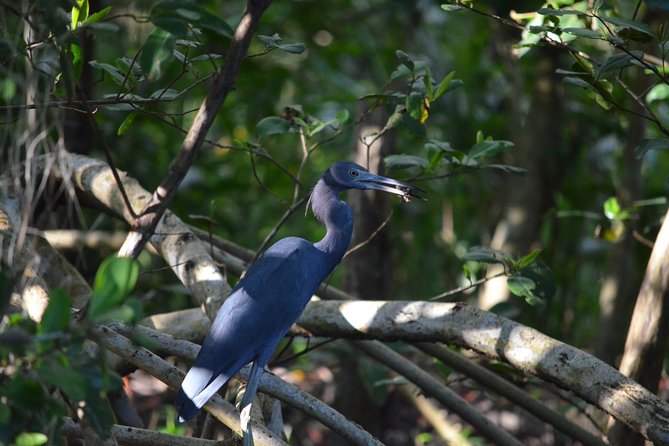 Sunset Boat Tour into Caroni Wetlands - The boat experience: flat-bottom cruising through mangrove channels