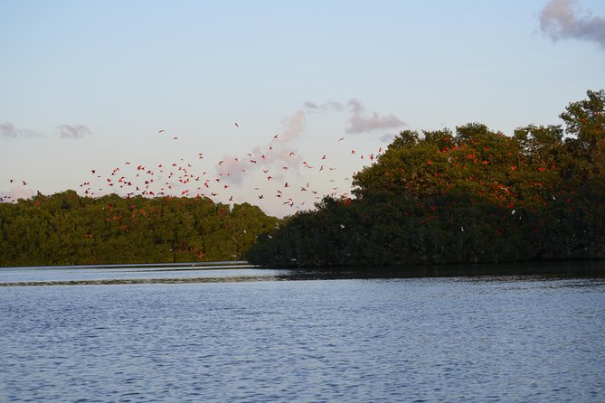 Sunset Boat Tour into Caroni Wetlands - Stop inside Caroni Lagoon National Park: Scarlet Ibis, roosting birds, and quiet water
