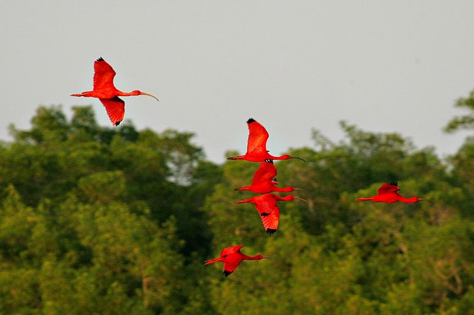 Sunset Boat Tour into Caroni Wetlands - Wildlife spotting tips that actually help on the water