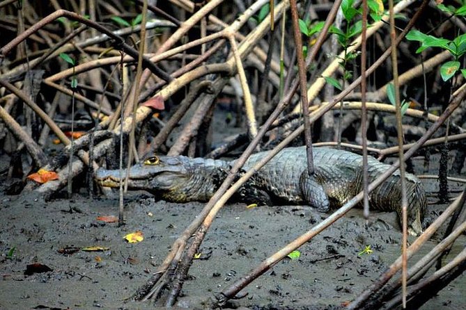 Sunset Boat Tour into Caroni Wetlands - Flamingos, egrets, and the real rhythm of Caroni wildlife