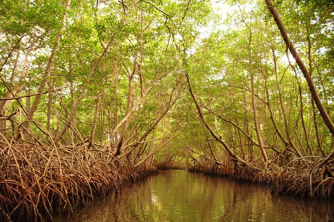 Sunset Boat Tour into Caroni Wetlands - Price and timing: what $67 gets you (and what it doesn’t)