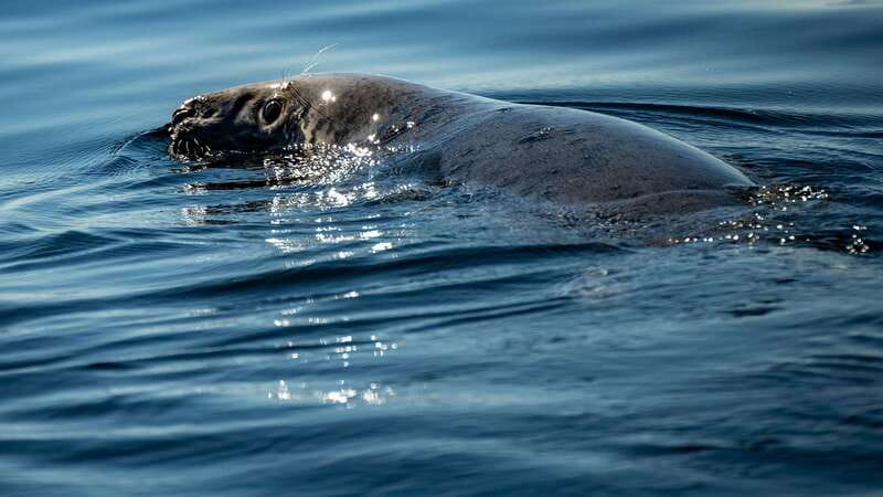 Tadoussac/Charlevoix: 3-Hour Whale Watching Boat Tour - Key things worth knowing before you go