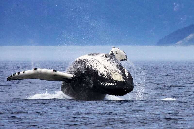 Tadoussac/Charlevoix: 3-Hour Whale Watching Boat Tour - Getting there smoothly: meeting points, parking, and timing