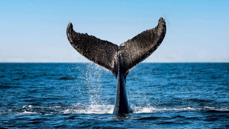 Tadoussac/Charlevoix: 3-Hour Whale Watching Boat Tour - Tadoussac/Charlevoix whale watching: why the Saguenay area does the heavy lifting