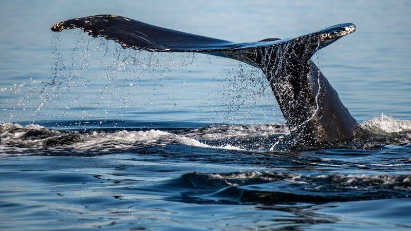 Tadoussac/Charlevoix: 3-Hour Whale Watching Boat Tour - VIP lounge and Upper Deck access: when the upgrade actually pays off