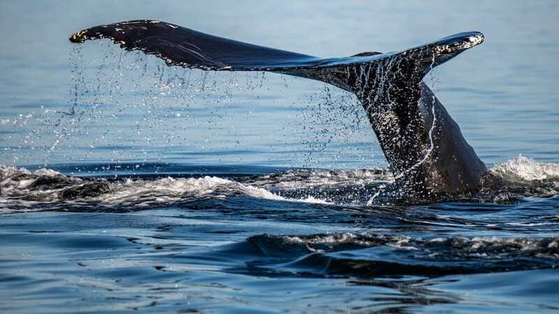 Tadoussac/Charlevoix: 3-Hour Whale Watching Boat Tour - The 3-hour plan on the water: what happens during the fjord cruise