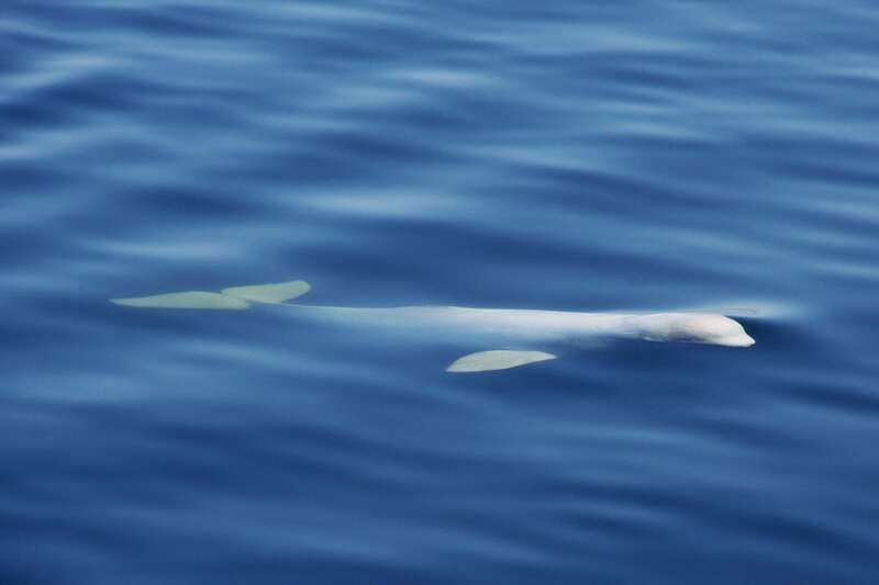 Tadoussac/Charlevoix: 3-Hour Whale Watching Boat Tour - Comfort at sea: cold wind is the real opponent, not the schedule