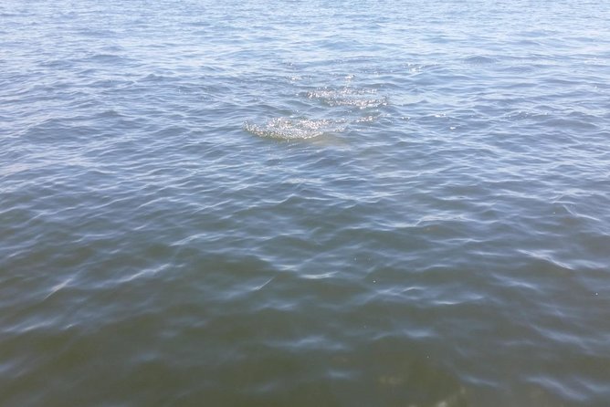 Tampa Celebrity Homes Boat Tour - Price and value: what $30.77 buys you in real terms