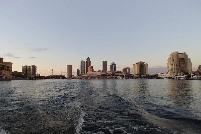 Tampa Celebrity Homes Boat Tour - The dolphins factor: why Tampa Bay makes this feel a bit special