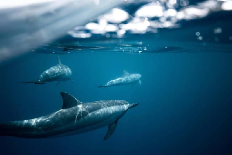 Taormina: Sunset Boat Tour with Dolphin Watching & Aperitif - Grottos by boat: Grotta del Giorno, Sirens cave, and the blue-light stops