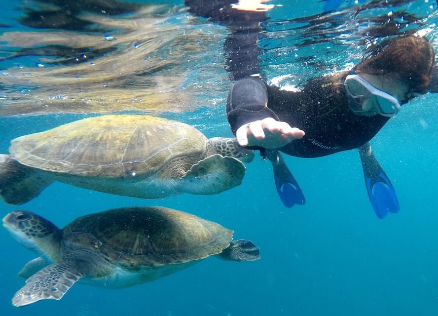 Tenerife Snorkeling boat trip in a Turtle Habitat - Getting Oriented: Where This Trip Starts and How It Feels