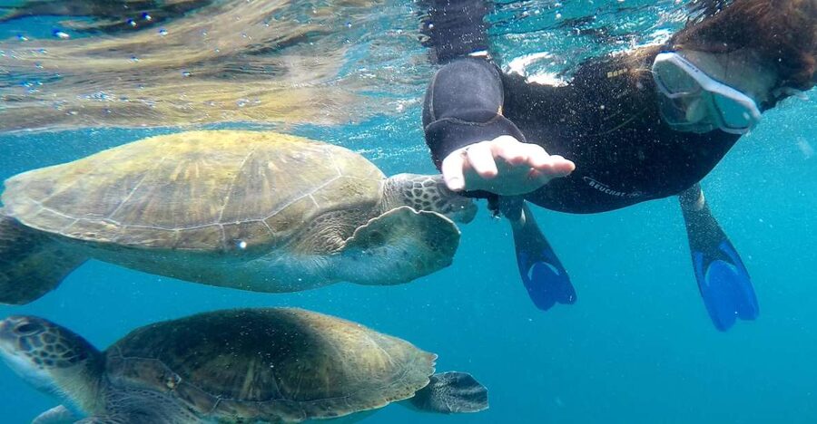 Tenerife Snorkeling boat trip in a Turtle Habitat - The 30-Minute Safety Briefing: Why It Changes Everything for First-Timers