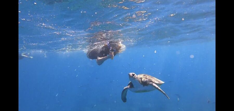 Tenerife Snorkeling boat trip in a Turtle Habitat - The 50-Minute Turtle Area Snorkel: Wildlife Odds and How to Get the Most Out of It