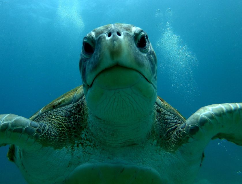 Tenerife Snorkeling boat trip in a Turtle Habitat - Gear, Comfort, and Small Details That Make the Trip Easier