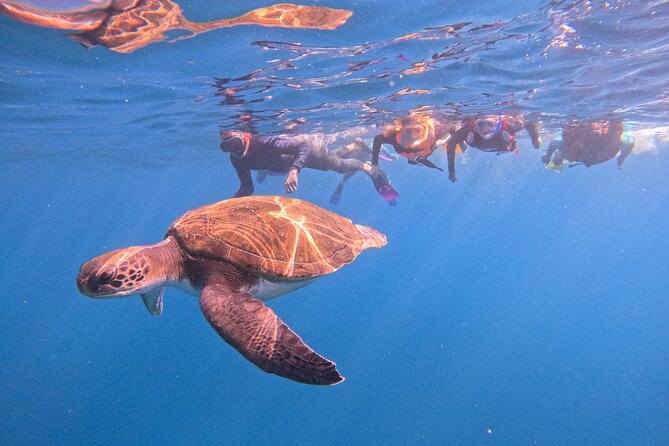Tenerife Snorkeling Tour in turtle habitat - Key things to know before you go