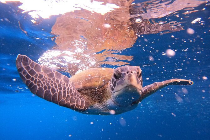 Tenerife Snorkeling Tour in turtle habitat - A Tenerife Turtle Habitat Trip That’s Built for Your Time