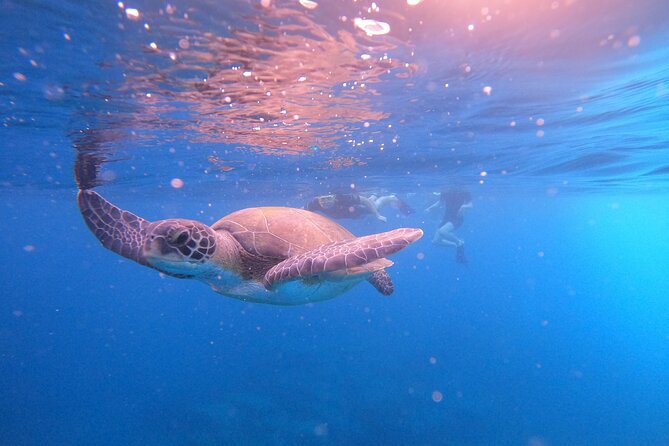 Tenerife Snorkeling Tour in turtle habitat - Stop 2: Snorkeling at El Palm-mar Under Guide Supervision
