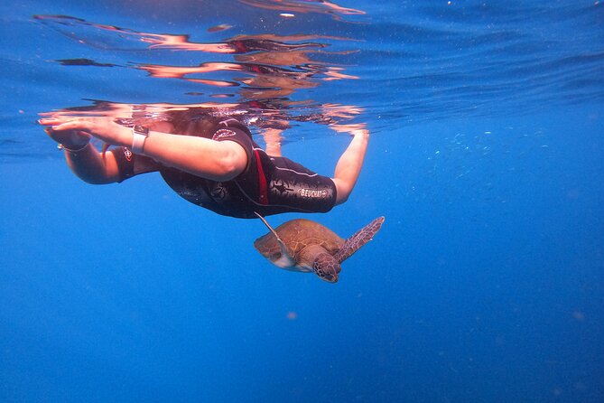 Tenerife Snorkeling Tour in turtle habitat - The Return Trip and the Post-Swim Comfort Check