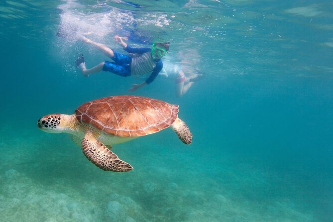Tenerife Snorkeling Tour in turtle habitat - Pricing and Value: Why About $54 Can Actually Make Sense