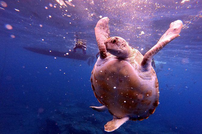 Tenerife Snorkeling Tour in turtle habitat - Turtle Sightings: What You Can Control, and What You Can’t