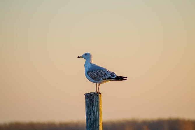 The Original Albufera Tour: Barraca, Boat Ride & Local Guide - The guided walk through the Parque Natural de la Albufera