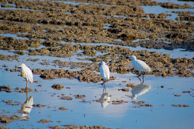 The Original Albufera Tour: Barraca, Boat Ride & Local Guide - Bird-watching time: herons, flamingos, and the rest of the wetland cast